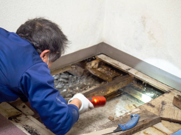 Best Mold Testing and Removal  in Kenedy, TX