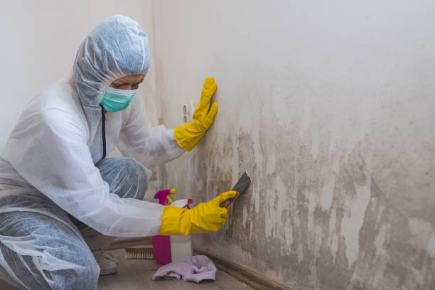 Best Crawl Space Mold Removal  in Kenedy, TX