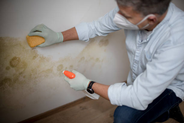 Best Emergency Mold Removal  in Kenedy, TX