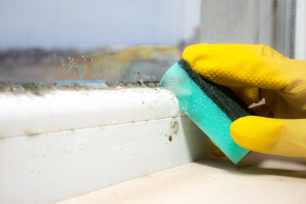 Best Same-Day Mold Removal  in Kenedy, TX