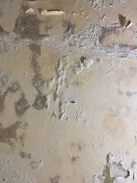 Best Mold Damage Repair  in Kenedy, TX