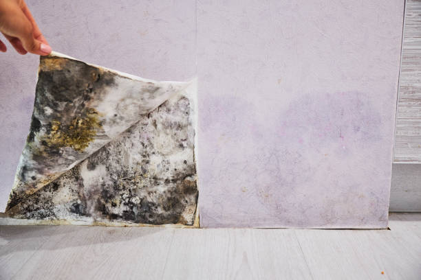 Best Mold Removal Company Near Me  in Kenedy, TX